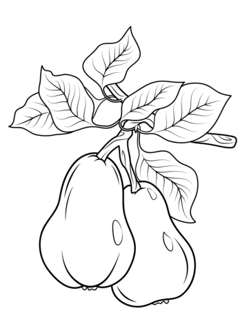 Two Pears On Branch Coloring Page